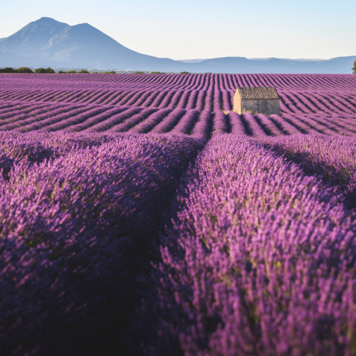 Esempio positivo: immagine nitida