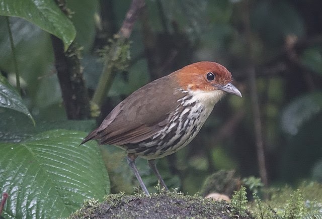 Image d'Antpitta couronnée de châtaigniers