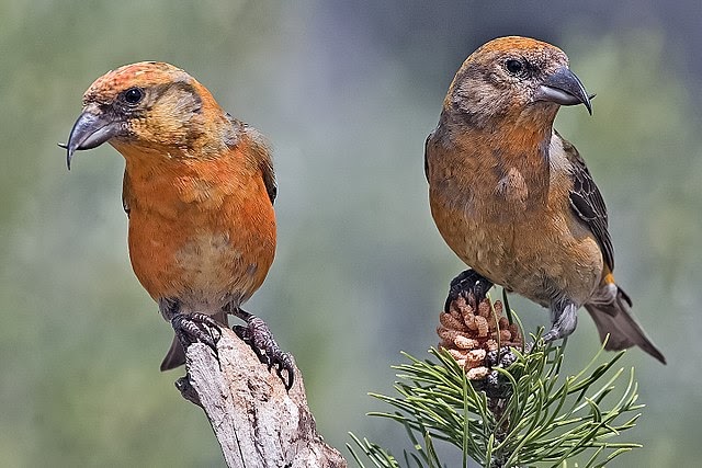 Bild der Vogelreihe des Roten Kreuzschwerts von Elaine Wilson.