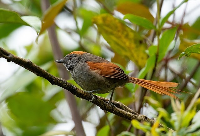 Bild eines Spinalschwanzvogels.