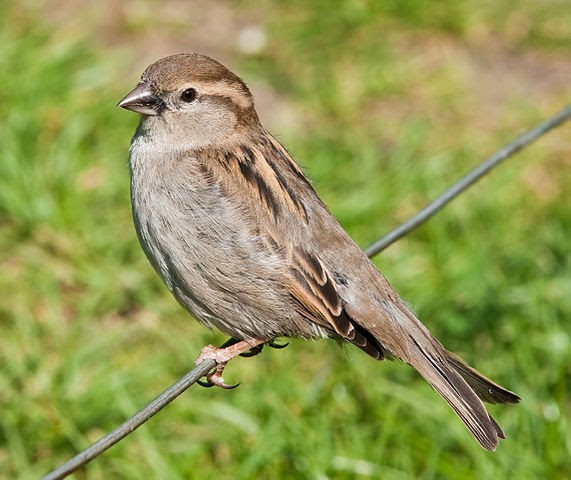 Bild der Vogelreihe „Haus Spatz“ von Alejandro Bayer Tamayo aus Armenien, Kolumbien. 