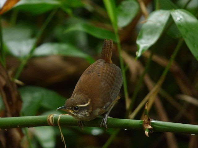 Gambar Wood-Brened White-Wren, penulis tidak dikenal.