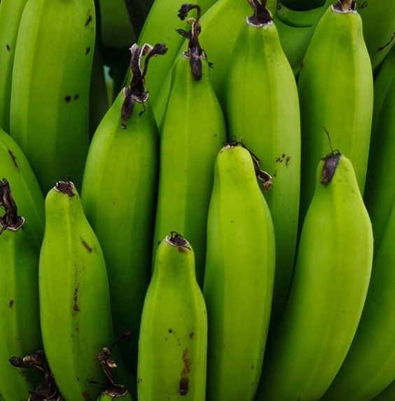 Куча зеленых бананов