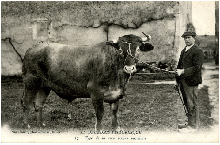 Una fotografía antigua de un buey.