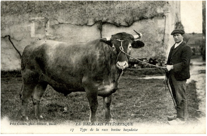 Bức ảnh cũ về một con bò.
