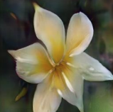 A flower with petals that are
    yellow with shades of orange.