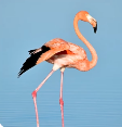 Bild eines Flamingos.