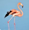 Image d&#39;un flamant rose.