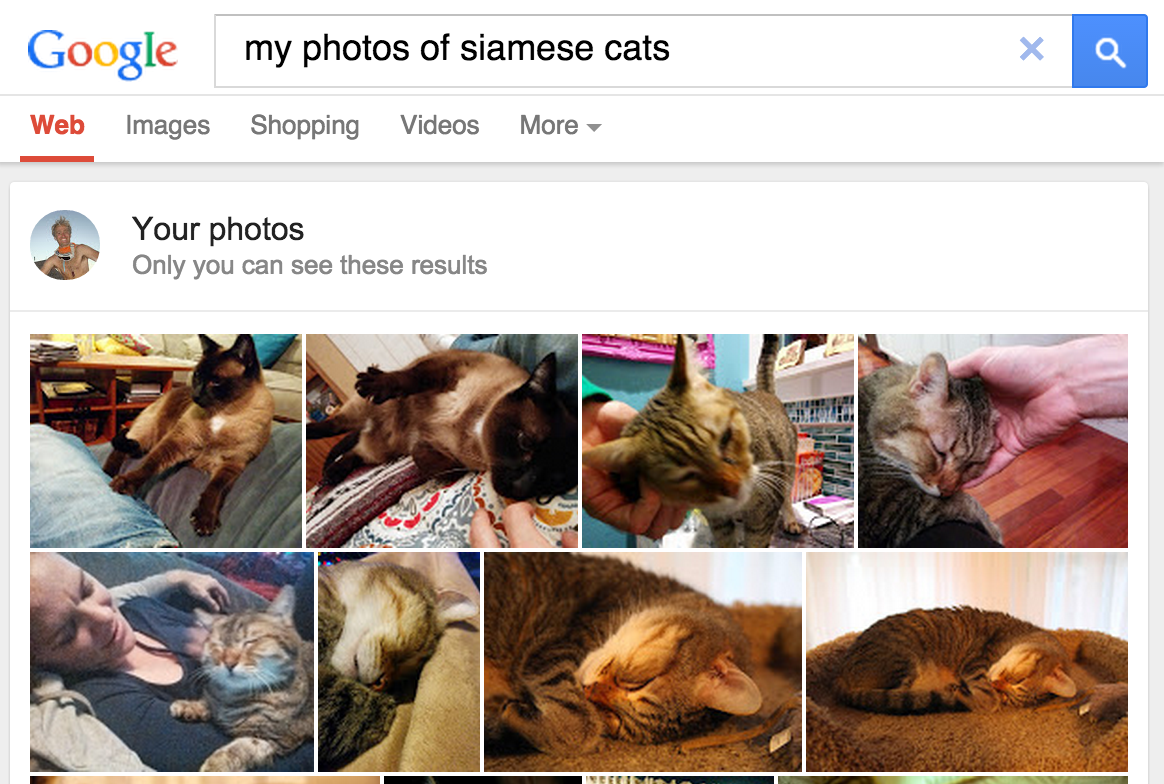 Google 相簿中的螢幕截圖，顯示搜尋「Siamese 貓」