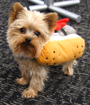 dog dressed as a hotdog for halloween