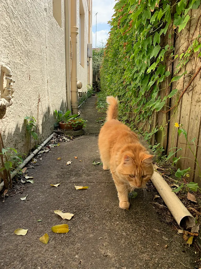 A photo of an orange cat. alt_text