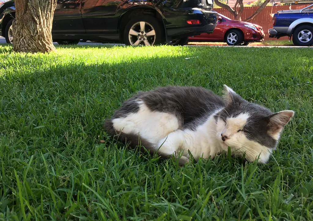 A photo of a black and white cat. alt_text