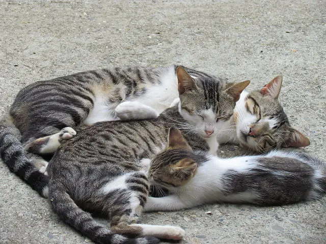 A photo of three cats. alt_text